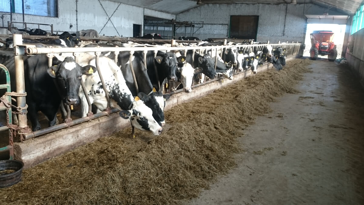 Cows in barn